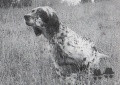 Setter Anglais FRANCINI'S GUYA